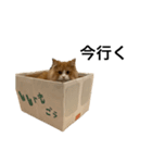 ししゃもくんの日常（個別スタンプ：3）