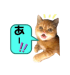 猫界隈 スコ ベンガル エキゾチックあお（個別スタンプ：1）