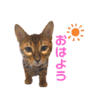 猫界隈 スコ ベンガル エキゾチックあお（個別スタンプ：2）