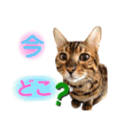 猫界隈 スコ ベンガル エキゾチックあお（個別スタンプ：7）
