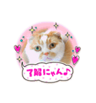 猫界隈 スコ ベンガル エキゾチックあお（個別スタンプ：8）