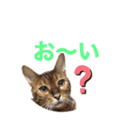 猫界隈 スコ ベンガル エキゾチックあお（個別スタンプ：10）