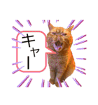 猫界隈 スコ ベンガル エキゾチックあお（個別スタンプ：11）