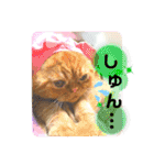 猫界隈 スコ ベンガル エキゾチックあお（個別スタンプ：13）