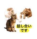 猫界隈 スコ ベンガル エキゾチックあお（個別スタンプ：14）