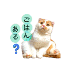 猫界隈 スコ ベンガル エキゾチックあお（個別スタンプ：18）