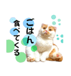 猫界隈 スコ ベンガル エキゾチックあお（個別スタンプ：19）