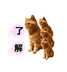 猫界隈 スコ ベンガル エキゾチックあお（個別スタンプ：20）