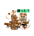 猫界隈 スコ ベンガル エキゾチックあお（個別スタンプ：21）