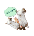 猫界隈 スコ ベンガル エキゾチックあお（個別スタンプ：24）