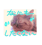 猫界隈 スコ ベンガル エキゾチックあお（個別スタンプ：29）