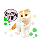 猫界隈 スコ ベンガル エキゾチックあお（個別スタンプ：30）
