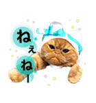 猫界隈 スコ ベンガル エキゾチックあお（個別スタンプ：32）