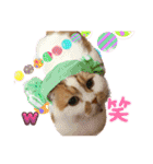 猫界隈 スコ ベンガル エキゾチックあお（個別スタンプ：33）