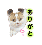 猫界隈 スコ ベンガル エキゾチックあお（個別スタンプ：34）