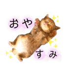 猫界隈 スコ ベンガル エキゾチックあお（個別スタンプ：37）