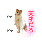 猫界隈 スコ ベンガル エキゾチックあお（個別スタンプ：38）