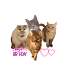猫界隈 スコ ベンガル エキゾチックあお（個別スタンプ：39）