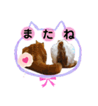猫界隈 スコ ベンガル エキゾチックあお（個別スタンプ：40）