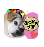 柴グルの空ちゃんスタンプ（個別スタンプ：4）