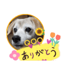 柴グルの空ちゃんスタンプ（個別スタンプ：10）