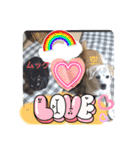 柴グルの空ちゃんスタンプ（個別スタンプ：12）