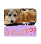 柴グルの空ちゃんスタンプ（個別スタンプ：13）