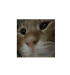 保護猫とらたろう（個別スタンプ：1）