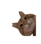 保護猫とらたろう（個別スタンプ：2）