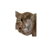 保護猫とらたろう（個別スタンプ：3）