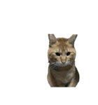 保護猫とらたろう（個別スタンプ：4）
