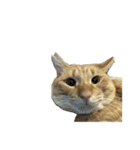 保護猫とらたろう（個別スタンプ：5）