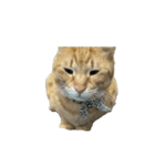 保護猫とらたろう（個別スタンプ：6）