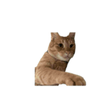 保護猫とらたろう（個別スタンプ：7）