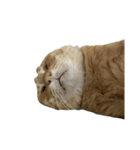 保護猫とらたろう（個別スタンプ：8）