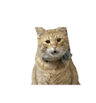 保護猫とらたろう（個別スタンプ：9）