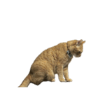 保護猫とらたろう（個別スタンプ：10）
