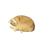 保護猫とらたろう（個別スタンプ：11）