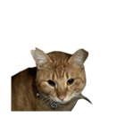 保護猫とらたろう（個別スタンプ：12）