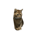 保護猫とらたろう（個別スタンプ：13）