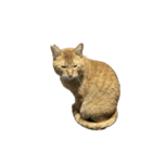 保護猫とらたろう（個別スタンプ：14）