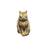 保護猫とらたろう（個別スタンプ：15）