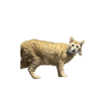 保護猫とらたろう（個別スタンプ：17）