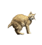 保護猫とらたろう（個別スタンプ：18）