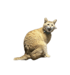 保護猫とらたろう（個別スタンプ：19）