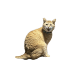 保護猫とらたろう（個別スタンプ：20）
