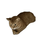 保護猫とらたろう（個別スタンプ：21）
