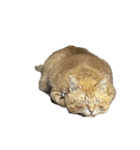 保護猫とらたろう（個別スタンプ：22）