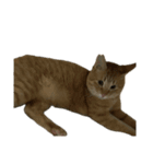 保護猫とらたろう（個別スタンプ：23）