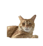保護猫とらたろう（個別スタンプ：25）